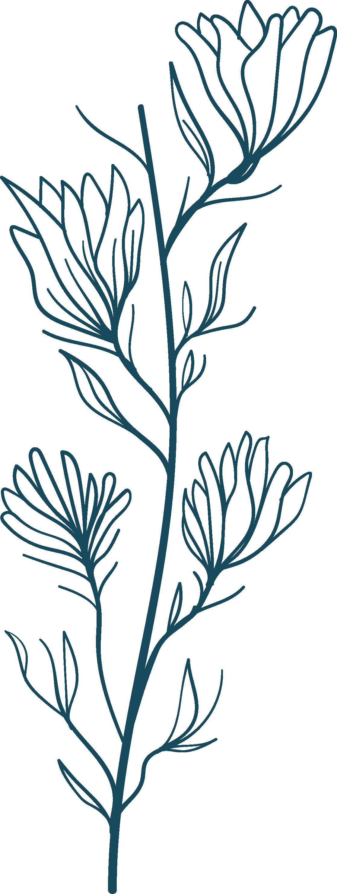 Left side flower image for Little Frizz Pot, Horsforth, Leeds, West Yorkshire